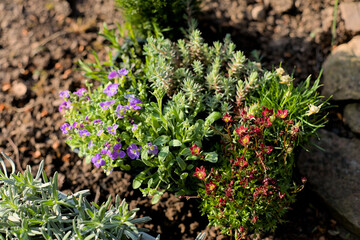 Fresh young flower plants in a plastic tray before planting in the garden from above
