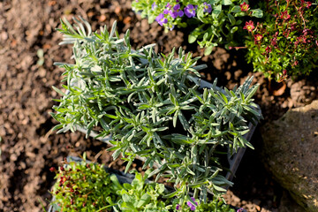 Small young lavender plants in a bowl before planting in the garden from above