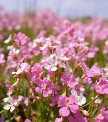 Obraz premium Delicate white and pink Bacopa monnieri blossoms in a field, fragrant blooms, petal, pretty
