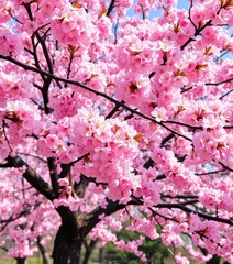 Fototapeta premium Full bloom sakura tree, pink and white blossoms, vibrant spring landscape, full bloom, idyllic