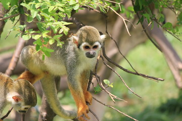 Obraz premium monkey on a tree