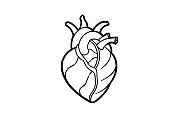 a heart with an anatomical twist          