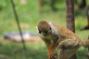 monkey on a tree