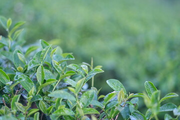 Green tea buds and leaves at early morning on plantation, tea plantation background, tea plantation...