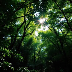 Obraz premium Lush green forest, sunlight dappling through canopy, beautiful, plant