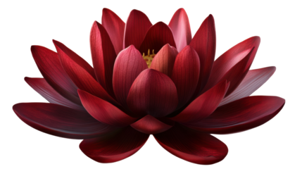 Dark Red Lotus Blossom: An exquisite dark red lotus blossom, symbolic of purity, beauty, and enlightenment, displays its intricate petals in a mesmerizing display of natural artistry.