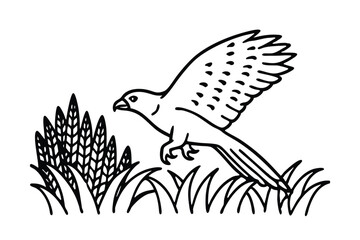 a northern harrier glides low over a cornfield wha.