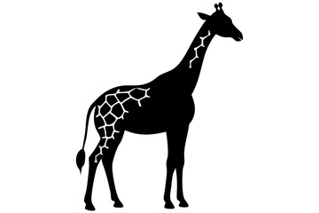 giraffe vector illustration