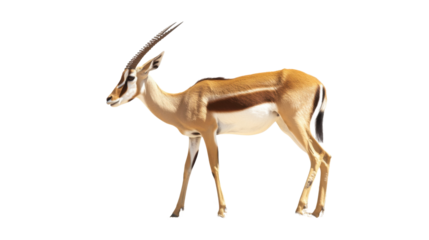 Mhorr Gazelle Profile: A graceful Mhorr gazelle stands against a plain background, showcasing its elegant build, slender legs, and distinctive markings. 