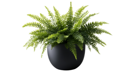 Boston Fern in Modern Pot: Lush green Boston fern in a sleek, dark gray, round planter. Perfect for adding a touch of nature to modern interiors.