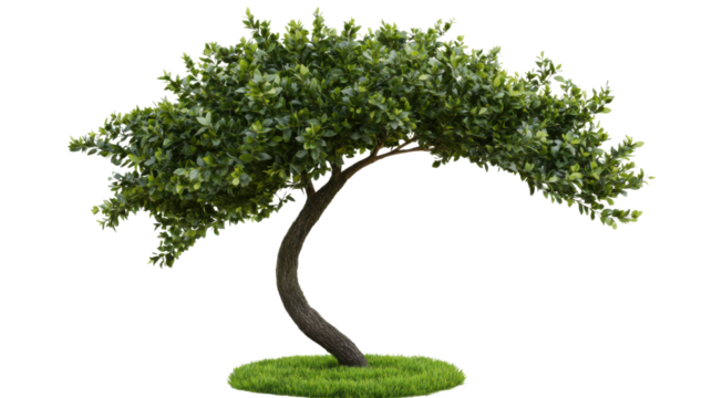 The Twisted Tree: A lone, gracefully curved tree stands tall against a blank canvas, its verdant canopy reaching towards the sky. The intricate, twisted branches symbolize resilience and adaptability.