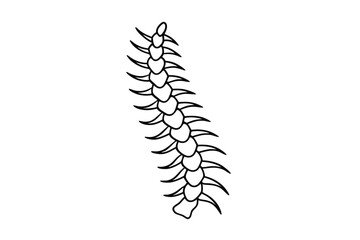 a spine with delicate shading lines   
