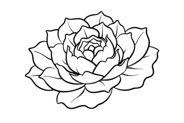 Obraz premium Symmetrical lotus flower with intricate center 