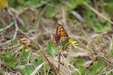 公園のたんぽぽの蜜を吸う蝶