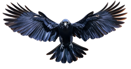 set of raven crow birds with spread wings