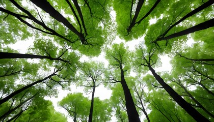 Canopy of Lush Green Trees