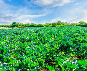 Rows at plantation of young green plants on a farm on a sunny day. Growing organic vegetables. Eco-friendly products. Agriculture land and farming. Agro business.