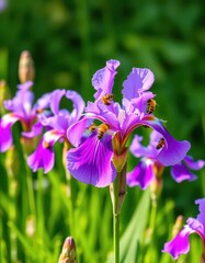 Busy bees gather nectar from vibrant purple irises blooming in a lush green meadow, floral, nectar