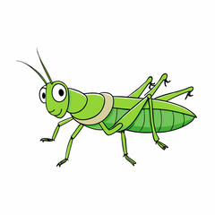 green grasshopper isolated on white background