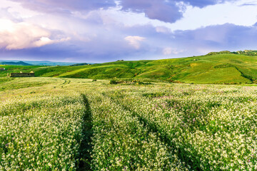 rustic road in spring meadow landscape with green grass, flowers, amazing hills and beautiful path leading to a village. Agricultural landscapw of europe.