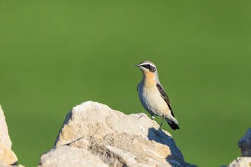 Northern Wheatear Oenanthe oenanthe in Profile on Rock