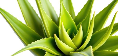 Fototapeta premium Isolated aloe vera plant, showcasing succulent leaves and vibrant green color, healthcare, leaves, spa