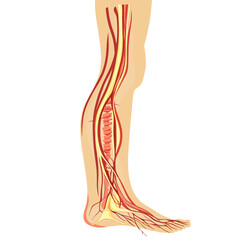 Detailed Anatomy of Lower Leg and Foot: Muscles Nerves and Vessels