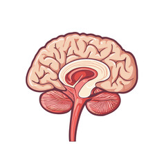 Detailed Human Brain Anatomy Illustration