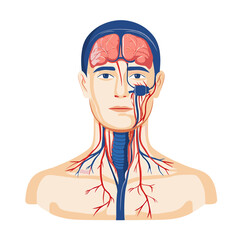 Detailed Human Head And Neck Vascular System Illustration