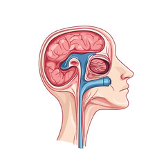 Detailed Illustration of Human Brain Anatomy with Ventricular System and Cerebrospinal Fluid Pathways