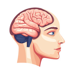 Detailed Illustration of Human Brain Anatomy in Profile View