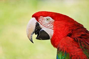 red and yellow macaw