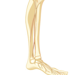 Detailed Illustration of Human Leg Anatomy Showing Bones Muscles and Ligaments