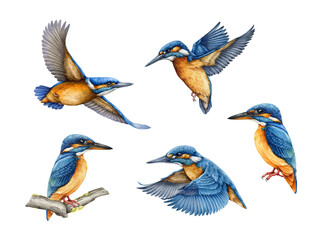 Kingfisher bird different pose watercolor illustration set. Hand drawn common kingfisher bright bird vintage style realistic illustration collection isolated on white background