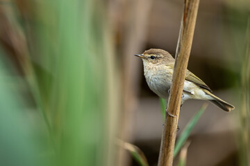 Common chiffchaff ( Phylloscopus collybita), perched on branch with out-of-focus background