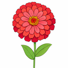 red dahlia isolated on white