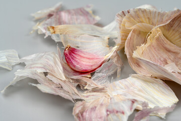 Fresh Garlic Bulb with Peeling Skins. purple garlic.  Suitable for cooking, health, food introduction, nutrition topics.