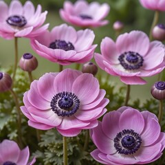 Delicate Pink Anemone Flowers in Bloom
