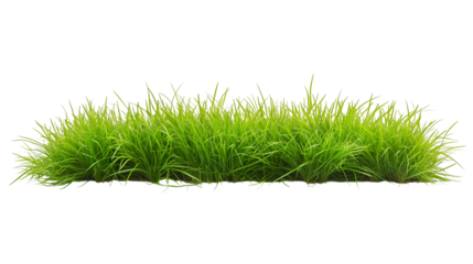 A bunch of green grass