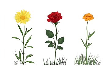 Daisy, Rose, Zinnia Flowers Set With Green Leaves And Grass On White