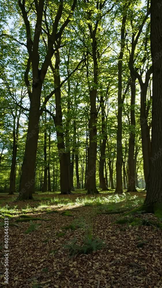 Poster a serene forest scene with tall trees and sunlight filtering through leaves. captured from a low ang