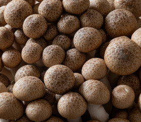 Brown beech mushroom (Hypsizygus Marmoreus) ...funghi, Chinese cuisine, food, texture