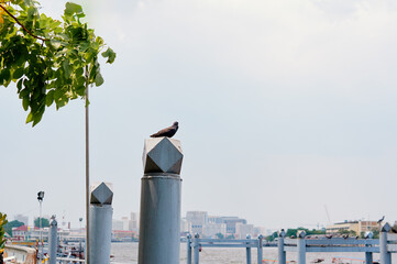 Pigeon Resting on a Waterfront Post with Urban Background..