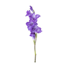 Purple gladiolus flower stem isolated on transparent background