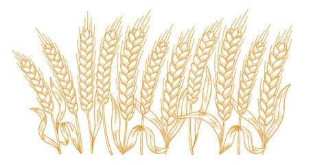 Hand-Drawn Hatched Wheat and Rye Stalks Vector Illustration for Flour Packaging