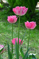  'Fancy frills'  tulips with bright pink -white fringed petals flowers blooming in spring garden. Growing tulips ,planting concept. Free copy space.