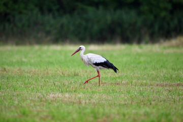 Fototapeta premium stork in the field
