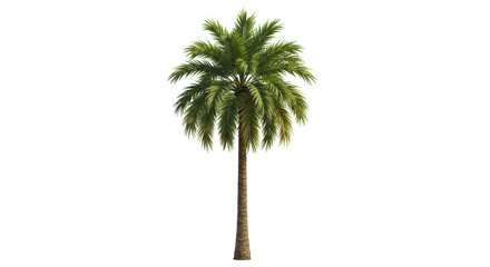 Isolated Date Palm Tree
