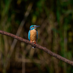 kingfisher on branch