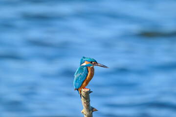 kingfisher at the river